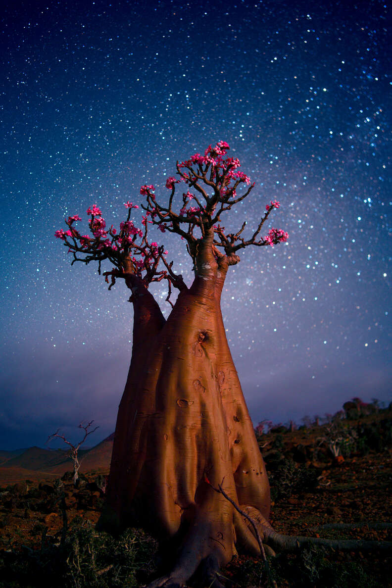 Bottle tree on Socotra against starry sky