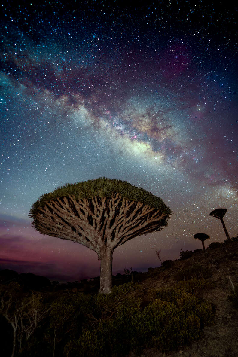 Dragons Blood Trees on Socotra against night sky